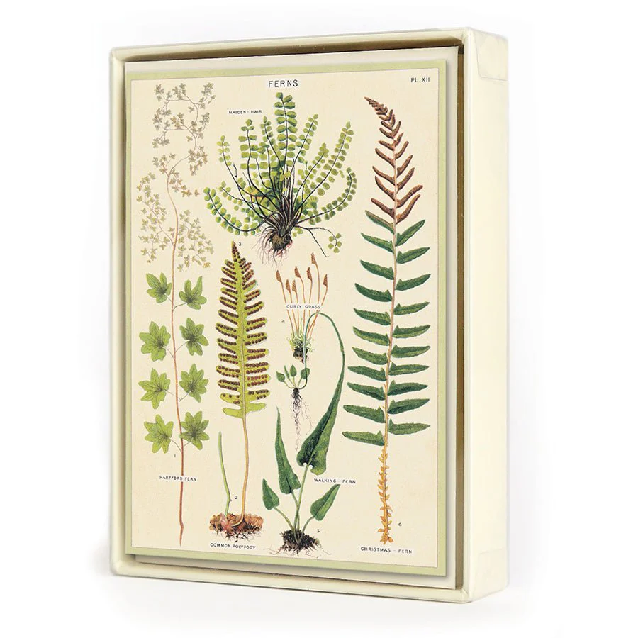 Cavallini & Co. Vintage Inspired Boxed Notecards - 8 folded 3.75" x 5.25" notecards and envelopes (4 designs 2 per design) - Ferns