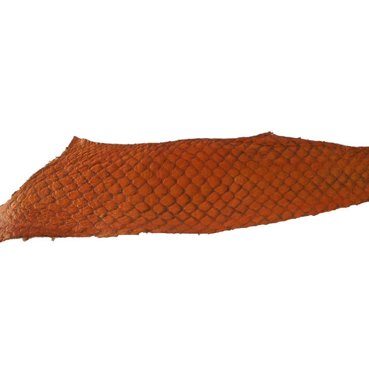 Fish Leather - Glossy Citrus - Approx 9" X 2.5" - Image 2