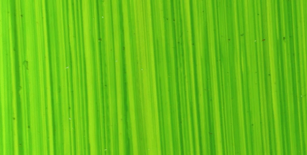 Michael Harding Oil Paint - 116 Bright Green Lake 40ml